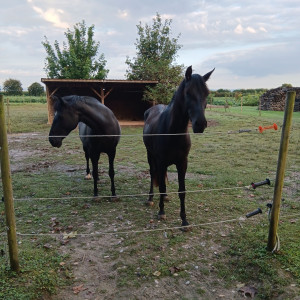 Photo de galerie - Pension chevaux