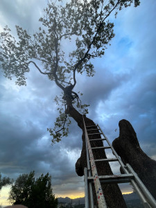 Photo de galerie - Étêtage d'un chêne.