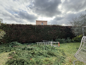 Photo de galerie - Taillage d’une haie de pins 