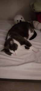 Photo de galerie - Garde chat