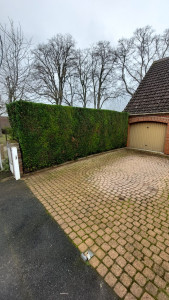 Photo de galerie - Après la taille. 