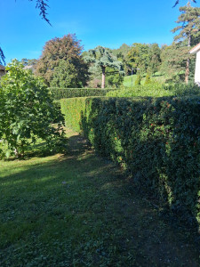 Photo de galerie - Taille de haies et d'arbustes