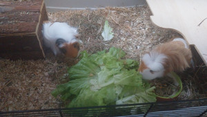 Photo de galerie - Garde animaux