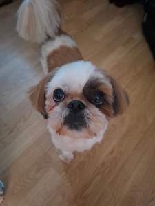 Photo de galerie - Garde chien