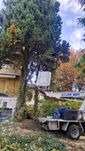 Photo de galerie - Elle est un gage d'un conifère.