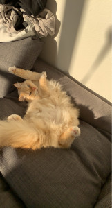 Photo de galerie - Garde chat