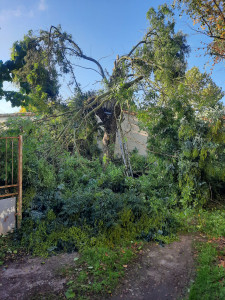 Photo de galerie - élagage 