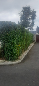 Photo de galerie - Taille de haies et d'arbustes