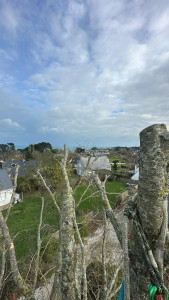 Photo de galerie - à coté de l'ancrage, taille d'un charme