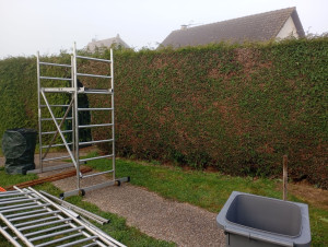 Photo de galerie - Taille de haies 2m20 de haut sur 80m de long 