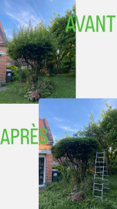 Photo de galerie - Taille d’un houx à la demande du client 