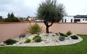 Photo de galerie - Création d’un massif autour d’un belle Olivier