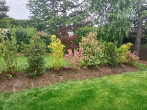 Photo de galerie - Plantation d'une haie persistante  