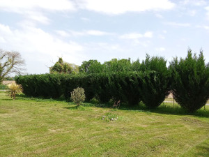 Photo de galerie - Tonte effectuée et taille en cours.

 