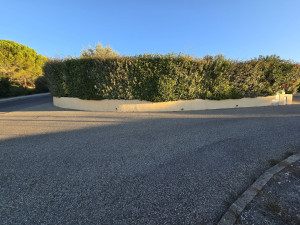 Photo de galerie - Avant la taille 