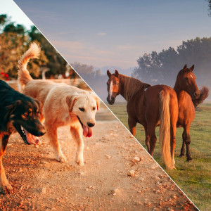 Photo de galerie - Gardiennage chiens et chevaux 