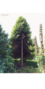 Photo de galerie - Abattage 