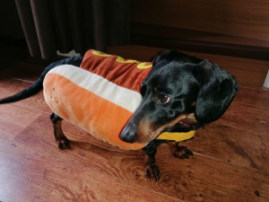 Photo de galerie - Je garde majoritairement des petits chiens et aussi chiens de taille moyenne ,car j'ai déjà un toutou adorable moi-même mais assez dynamique 