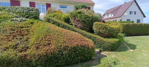 Photo de galerie - Taille de haies et d'arbustes