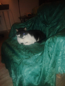 Photo de galerie - Mon chat Félix 