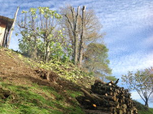 Photo de galerie - Elagage et coupe d'arbres