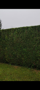 Photo de galerie - Taille haie 