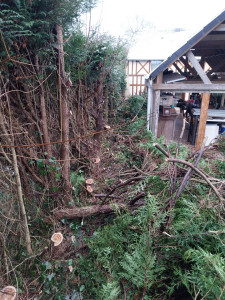 Photo de galerie - Dédoubler une haie