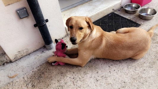 Photo de galerie - Garde chien