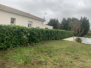 Photo de galerie - Taille de haies autour d’une piscine 