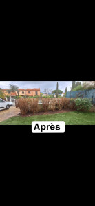 Photo de galerie - Taille de Haie de Laurier Rose ( Nerium oleander) 