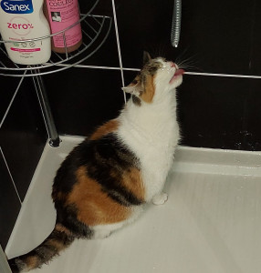 Photo de galerie - Toupi adore boire à la douche sur un mini filet d'eau, du goutte à goutte