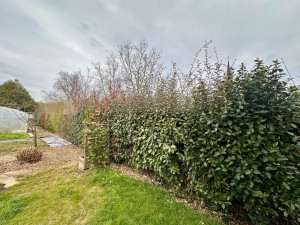 Photo de galerie - Avant notre passage pour cette taille de haie.