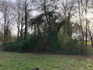 Photo de galerie - Avant débroussaillage