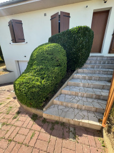 Photo de galerie - Taille de haies et d'arbustes