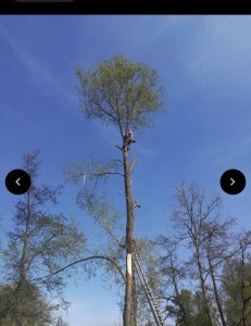 Photo de galerie - Demontage arbre avec evacuation des dechet