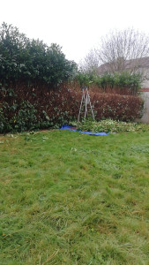 Photo de galerie - Raccourcissement de haie