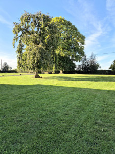 Photo de galerie - Tonte de pelouse - Débroussaillage