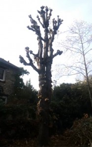 Photo de galerie - Elagage et coupe d'arbres