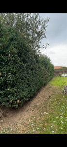 Photo de galerie - Réduction de haie 