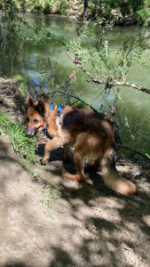 Photo de galerie - Promenade et baignade de Maya très gentille berger allemand de 10 ans 