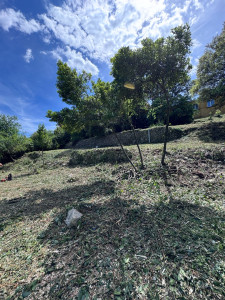 Photo de galerie - Débroussaillage OLD 