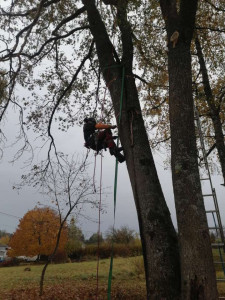 Photo de galerie - Elagage et coupe d'arbres