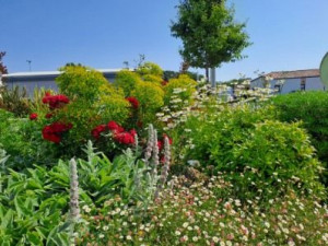 Photo de galerie - Massif avec fleurs locales et acclimatées