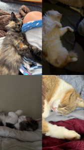 Photo de galerie - Le malheur des chats en ma compagnie, dont celle en haut à gauche et celle en bas à droite qui sont à mes voisins