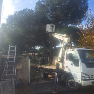 Photo de galerie - élagage 