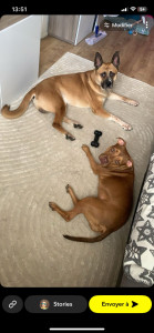 Photo de galerie - Garde chien