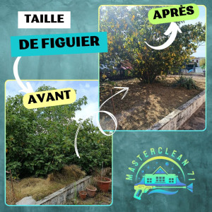 Photo de galerie - Elagage et coupe d'arbres