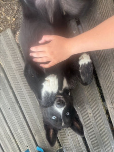 Photo de galerie - J'adore les animaux, j'ai actuellement 3 chiens et 2 chats, je serai garder vos loulous et qu'ils soient bien ?