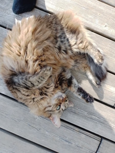 Photo de galerie - Visite à domicile de Chewba 