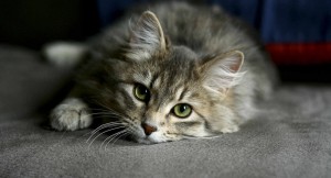 Photo de galerie - Visites de chats à votre domicile, soins, ...